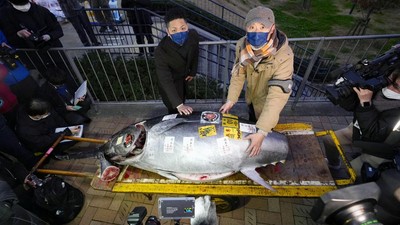 Pernah Lihat Tuna Rp 4,2 Miliar? Nih Penampakannya