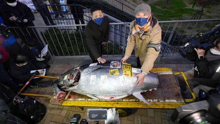 Pernah Lihat Tuna Rp 4,2 Miliar? Nih Penampakannya Seekor tuna sitip biru laku keras dalam lelang di pasar ikan Toyosu, Tokyo. Harganya fantastis mencapai Rp 4,24 miliar lho.