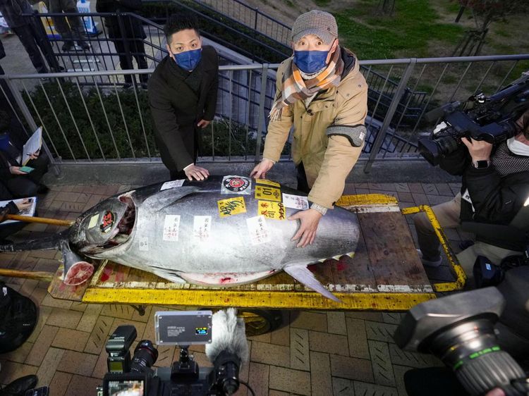 Pernah Lihat Tuna Rp 4,2 Miliar? Nih Penampakannya