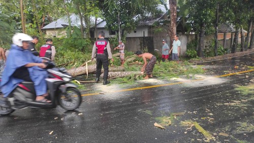 Pohon tumbang di Desa Jembatan Kembar, Kecamatan Lembar Lombok Barat, NTB, tumbang menimpa IRT hingga tewas, Jumat (6/1/2023).