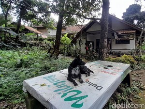 Warga Puncak Manik yang Akrab dengan Hewan Liar