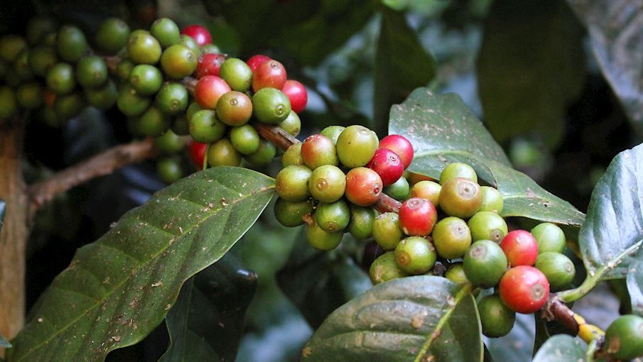 7 Biji Kopi Terpopuler di Dunia Menurut Taste Atlas, Ada dari Indonesia!