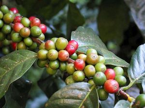 Menaikkan Kelas Kopi Sumatera Selatan
