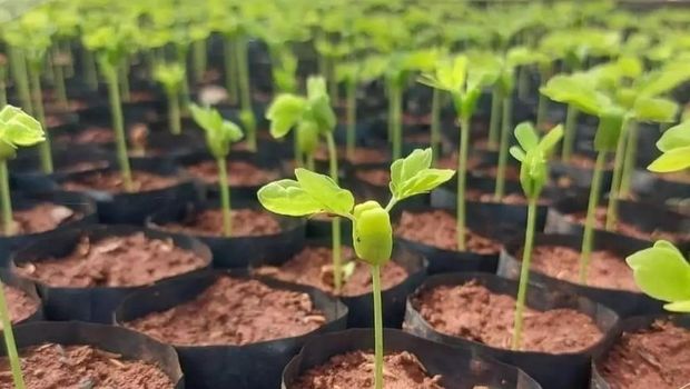Hari Gerakan Satu Juta Pohon diperingati setiap tanggal 10 Januari. Peringatan ini bertujuan untuk meningkatkan kesadaran akan pentingnya menanam pohon.