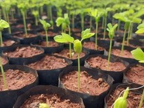 Selain Bikin Sejuk, Ternyata Menanam Pohon di Rumah Bisa Datangkan Pahala