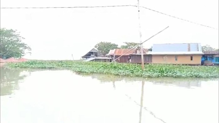 Warga korban banjir di Kelurahan Wettee Kabupaten Sidrap, Sulawesi Selatan (Sulsel) khawatir rumah mereka diseret eceng gondok akibat banjir.