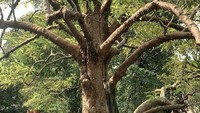  Salah satunya momen ketika dirinya piknik di sebuah taman. Dia memakai pakaian serba putih, dengan aneka makanan dan minuman yang terdampar di depannya. Foto: Instagram @aryavasco