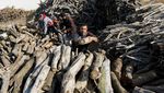 Harga Gas Melonjak, Warga di Jalur Gaza Beralih ke Kayu Bakar
