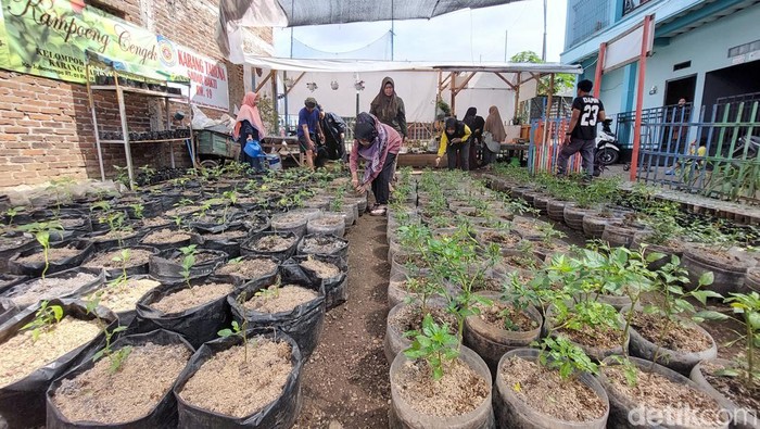 Keterbatasan lahan tak menjadi halangan bagi puluhan warga Kampung Sukanampa RW 19, Kelurahan Cigugur Tengah, Kecamatan Cimahi Tengah, Kota Cimahi, untuk bercocok tanam.