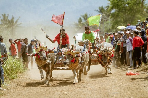 Makepung di Sirkuit Tuwed, Jembrana (Foto: Dok. Bupati Jembrana Cup)
