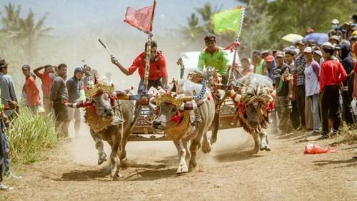 Makepung di Sirkuit Tuwed, Jembrana (Foto: Dok. Bupati Jembrana Cup)