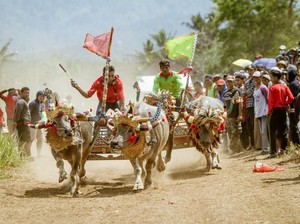 Melestarikan Balap Kerbau dari Jembrana