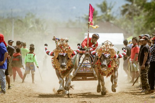 Makepung di Sirkuit Tuwed, Jembrana (Foto: Dok. Bupati Jembrana Cup)