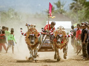 Aneka Cara Melestarikan Tradisi Makepung di Jembrana