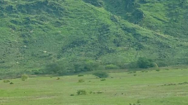 Pegunungan Makkah Al-Mukarramah di Arab Saudi menghijau
