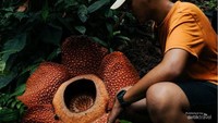 Bunga Rafflesia Arnoldi Foto muhammadfikriiakbar