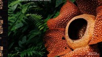 Bunga Rafflesia Arnoldi Foto muhammadfikriiakbar