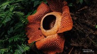 Bunga Rafflesia Arnoldi Foto muhammadfikriiakbar