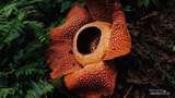 Terkagum-kagum Melihat Rafflesia Arnoldii untuk Pertama Kalinya
