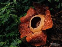 Kapolri Tak Beri Ampun ke Polisi yang Sakiti Rakyat, Propam Polri Diperkuat