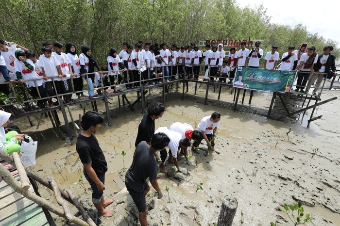 Relawan Ganjar Kalbar Tanam 500 Bibit Mangrove di Mempawah