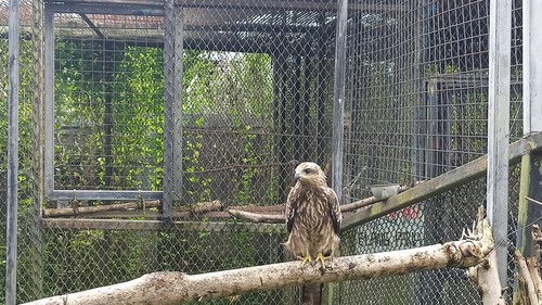 Seekor burung elang yang menghuni salah satu kendang di PPS Tabanan. (chairul amri simabur/detikBali)