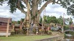 Potret Magis Pohon Bayan Raksasa Bali