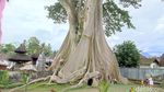 Potret Magis Pohon Bayan Raksasa Bali