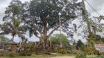 Potret Magis Pohon Bayan Raksasa Bali