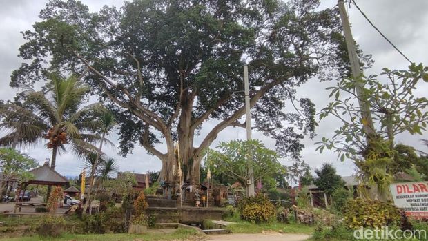 Bayan ancient tree atau pohon kayu putih raksasa di Bali