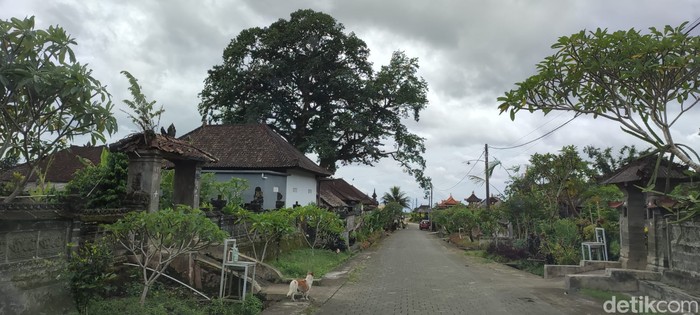 Bayan ancient tree atau pohon kayu putih raksasa di Bali Bayan ancient tree atau pohon kayu putih raksasa di Bali