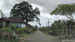Potret Magis Pohon Bayan Raksasa Bali