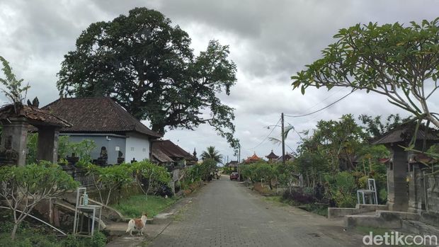 Bayan ancient tree atau pohon kayu putih raksasa di Bali