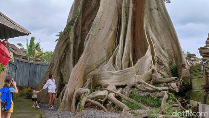 Bayan ancient tree atau pohon kayu putih raksasa di Bali