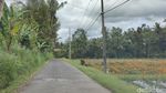 Potret Magis Pohon Bayan Raksasa Bali