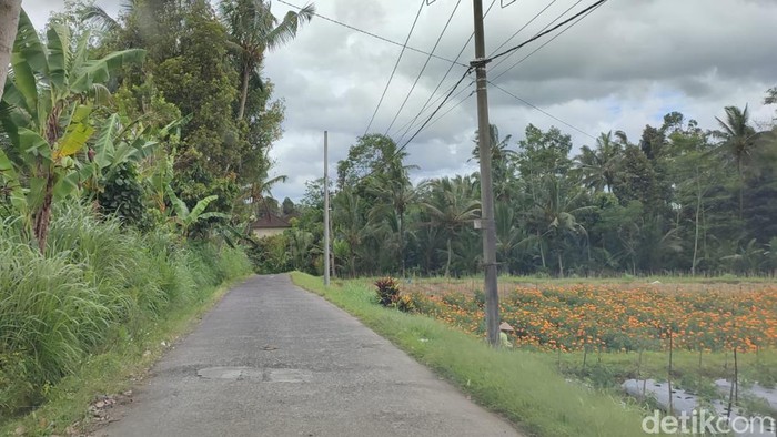 Bayan ancient tree atau pohon kayu putih raksasa di Bali