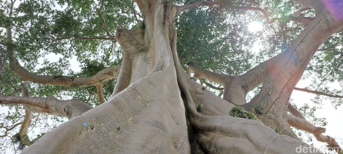 Bayan ancient tree atau pohon kayu putih raksasa di Bali Bayan ancient tree atau pohon kayu putih raksasa di Bali