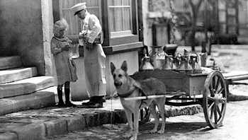 Pengiriman susu dengan dogcart, Studio City, CA, sekitar tahun 1910/ Perhatikan bagaimana tukang susu menuangkan susu ke dalam teko, dan tidak mengirimkannya dalam botol. Foto: Instagram/The History Atlas 