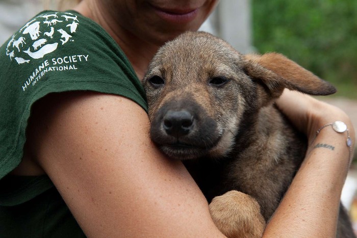 Ketahuan Makan Daging Anjing di Rumahnya, Pria di  Ini Dipenjara