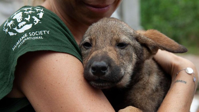 Ketahuan Makan Daging Anjing di Rumahnya, Pria di  Ini Dipenjara