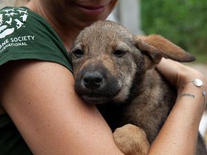 Viral Majikan Sadis Siksa Anjing Pemburu Babi di Hutan Bandung