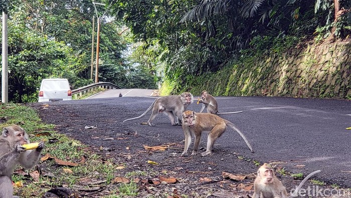 Monyet liar di sekitar tanjakan Cisarakan, mengganggu pengguna jalan