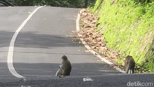 Awas! Gerombolan Monyet Halangi Pengendara di Cikidang-Palabuhanratu