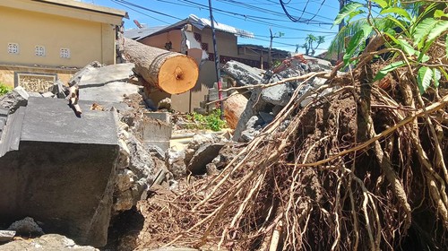 Penanganan pohon raksasa jenis Kepuh oleh BPBD Badung di Jalan Pantai Kelan, Kuta, Badung Senin (9/01/2023). Triwidiyanti/detikBali