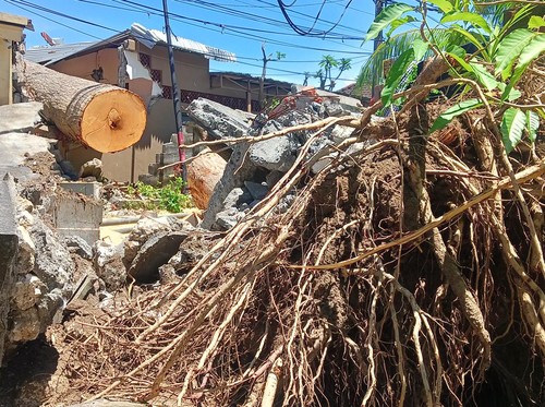 Penanganan pohon raksasa jenis Kepuh oleh BPBD Badung di Jalan Pantai Kelan, Kuta, Badung Senin (9/01/2023). Triwidiyanti/detikBali