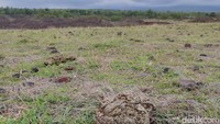 Perlu dicatat bahwa destinasi bukan sepenuhnya tempat wisata. Bau kotoran sapi dan kuda sangat menyengat di sini dan lahannya sudah digerus oleh penambangan pasir juga batu.