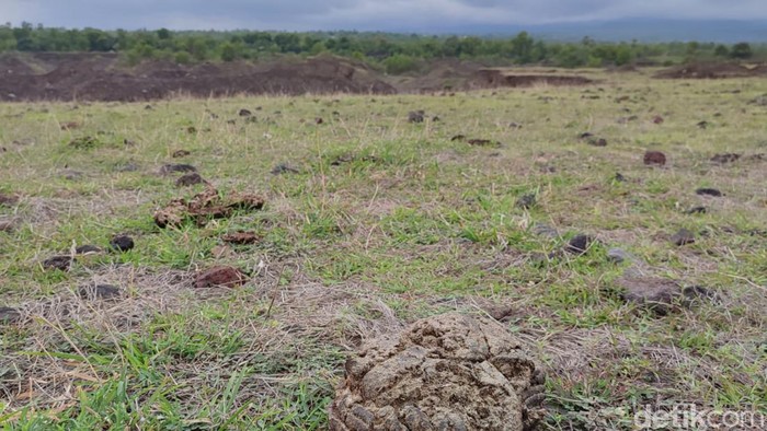Savana Tianyar Bali