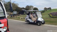 Jika ingin berkeliling ke seluruh taman, Singha Park Thailand menyediakan club car dengan rentang harga dewasa sebesar 100 baht dan anak-anak 50 baht.