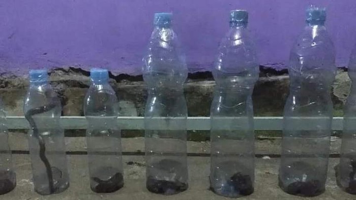 Anakan ular kobra berhasil dievakuasi tim Exalos Indonesia.