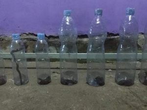 Hii! Puluhan Anakan Ular Kobra Teror Warga Sragen